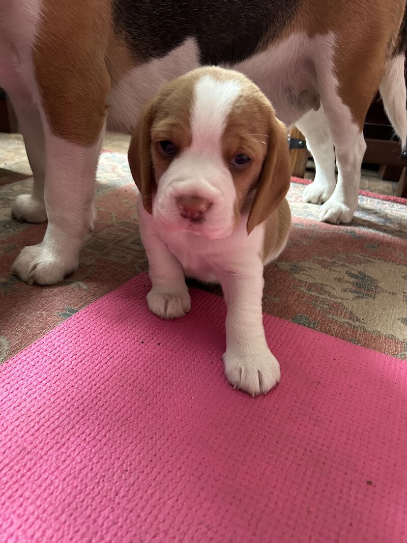 Small litter of KC registered beagle pups for sale having received excellent individual attention for sale in Swavesey, Cambridgeshire - Image 2