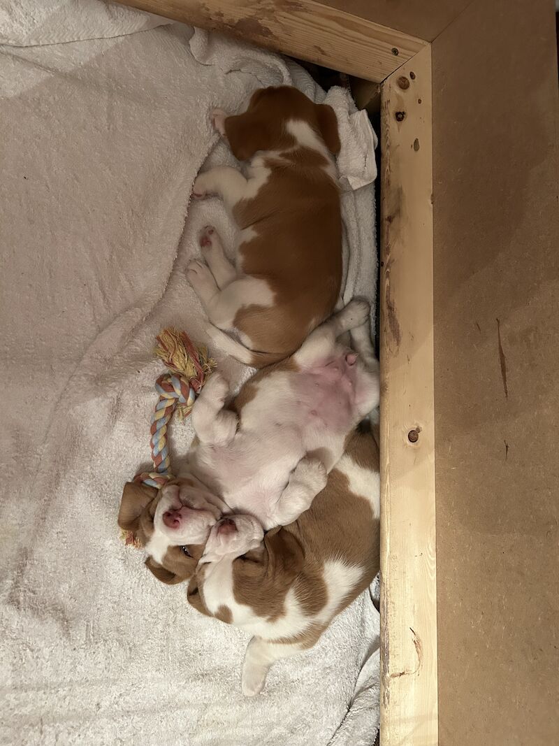 Small litter of KC registered beagle pups for sale having received excellent individual attention for sale in Swavesey, Cambridgeshire - Image 3