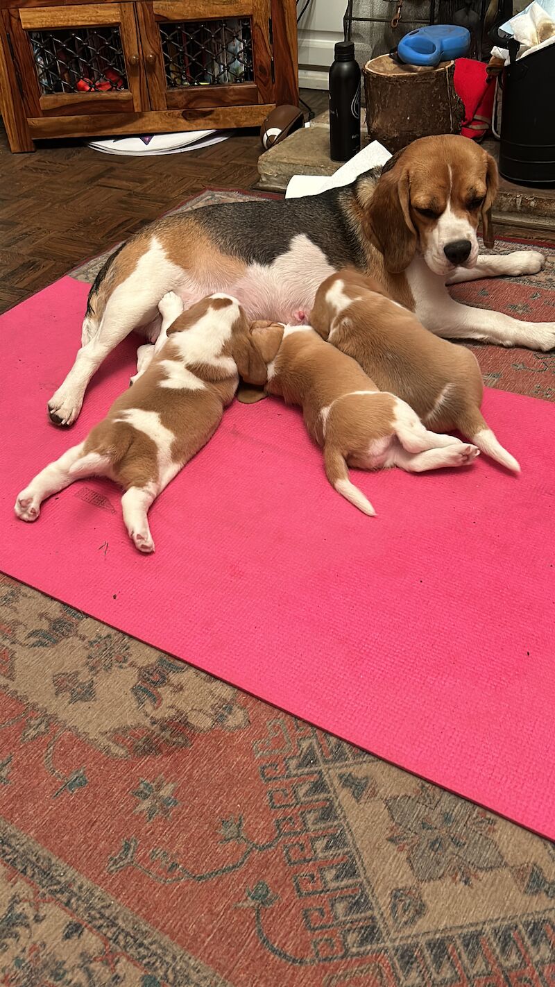 Small litter of KC registered beagle pups for sale having received excellent individual attention for sale in Swavesey, Cambridgeshire - Image 4