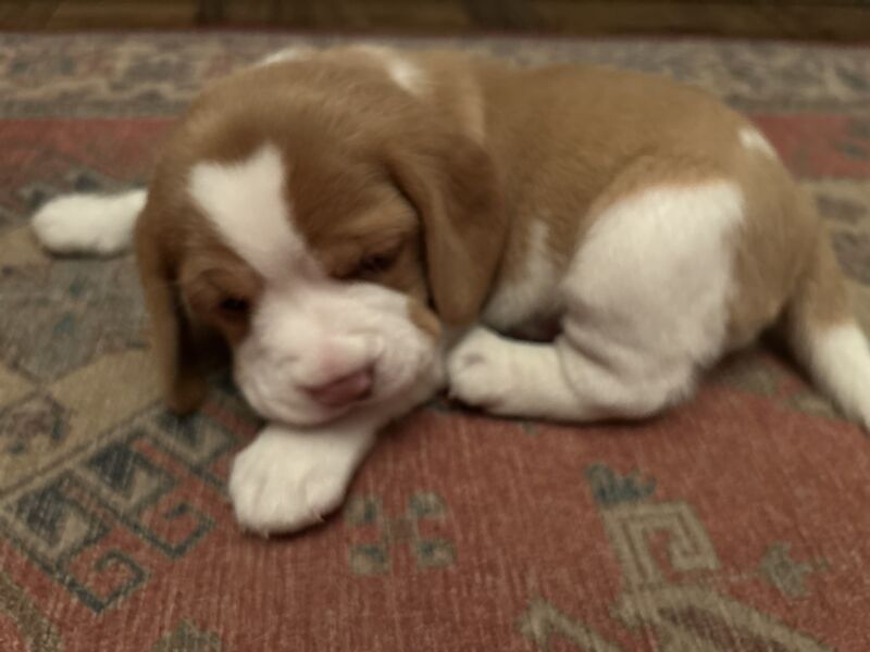 Small litter of KC registered beagle pups for sale having received excellent individual attention for sale in Swavesey, Cambridgeshire - Image 5