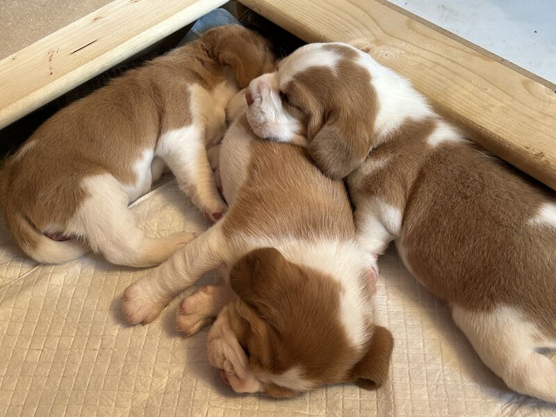 Small litter of KC registered beagle pups for sale having received excellent individual attention for sale in Swavesey, Cambridgeshire - Image 8