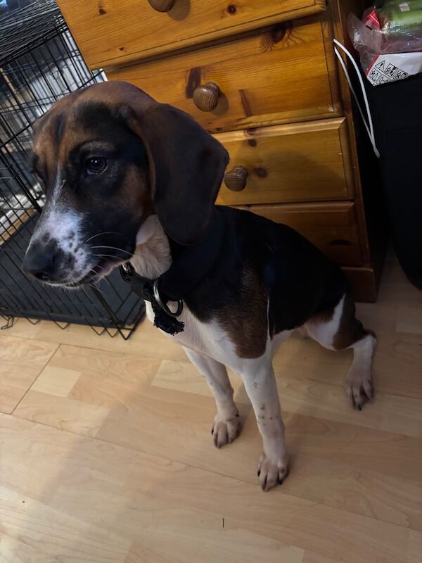Beagle puppies for sale in New Cross, Lewisham, Greater London – 2 years old - Image 1 of 3
