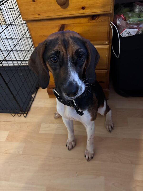 Beagle puppies for sale in New Cross, Lewisham, Greater London – 2 years old - Image 2 of 3