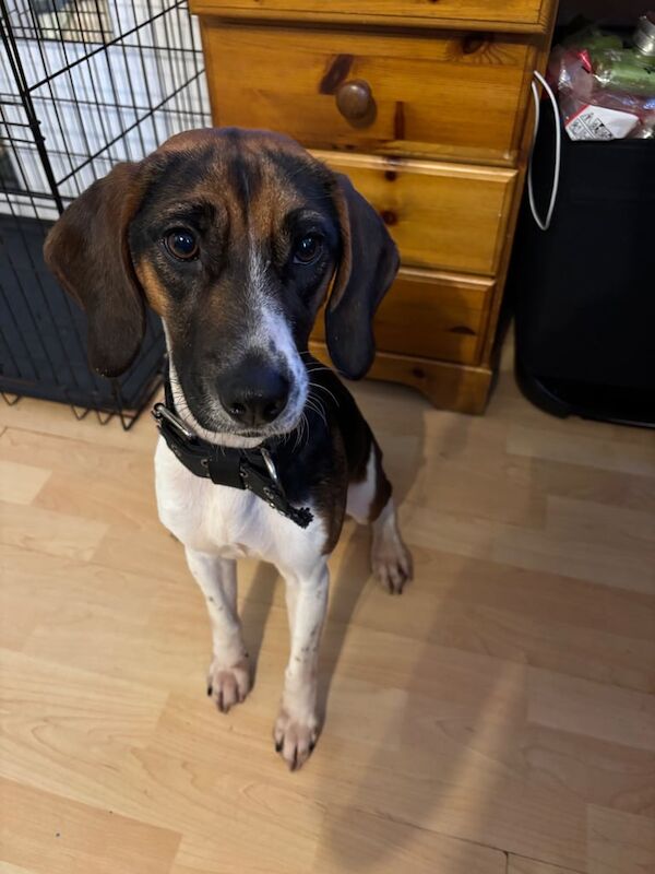 Beagle puppies for sale in New Cross, Lewisham, Greater London – 2 years old - Image 3 of 3