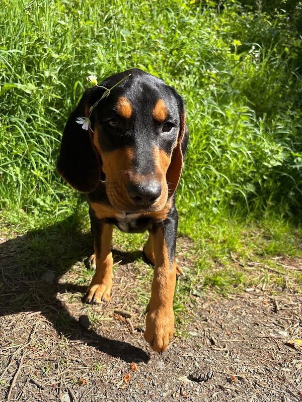 16 weeks old Kerry Beagle pup for sale in Armagh, County Armagh