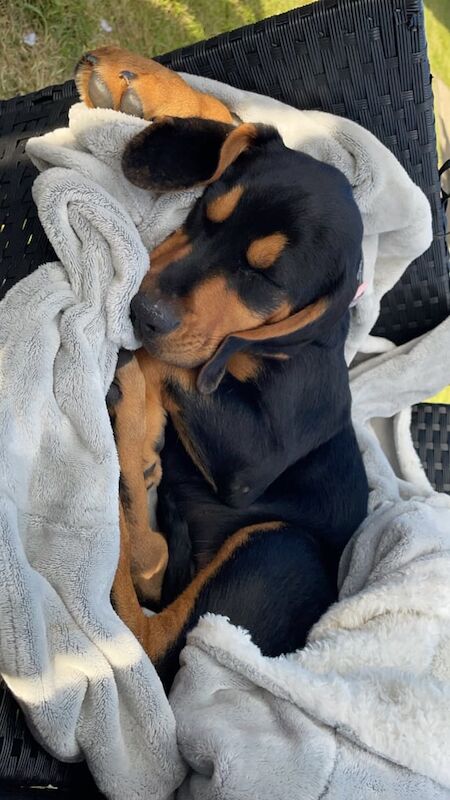 16 weeks old Kerry Beagle pup for sale in Armagh, County Armagh - Image 2