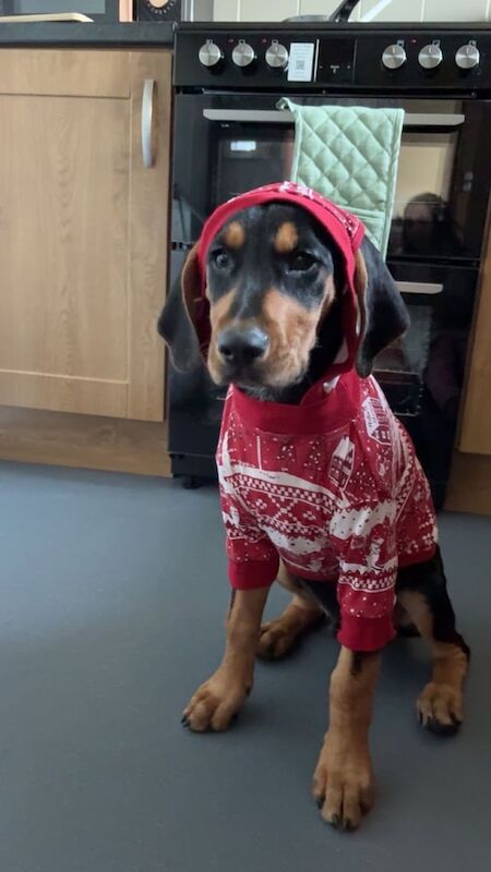 16 weeks old Kerry Beagle pup for sale in Armagh, County Armagh - Image 3