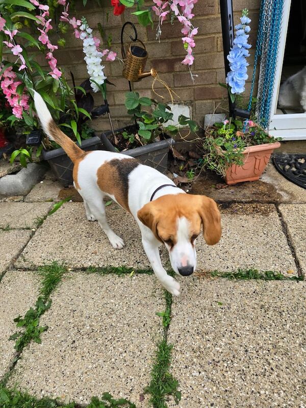 Beagle puppies for sale in Bletchley, Buckinghamshire – 1 year old