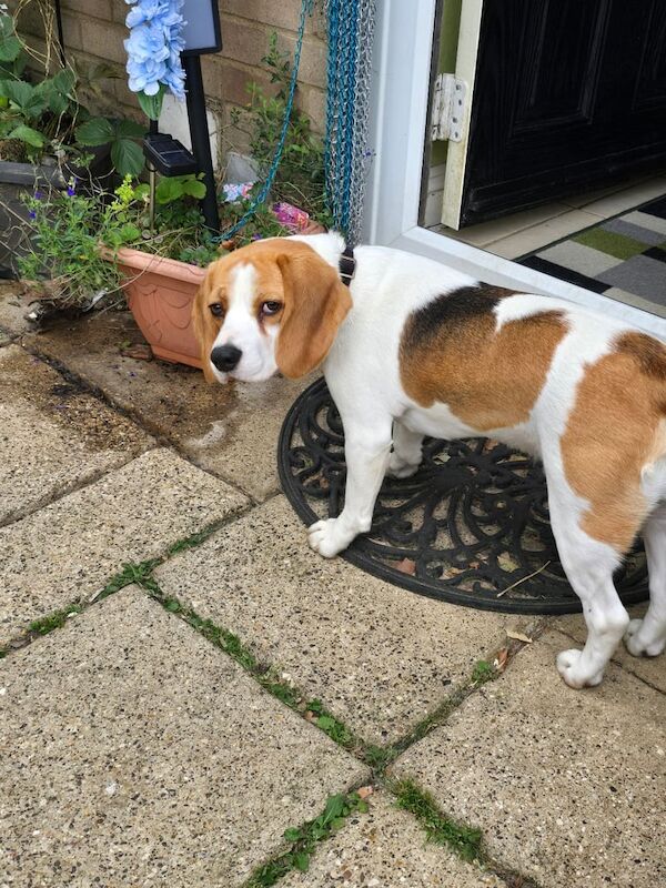 Beagle puppies for sale in Bletchley, Buckinghamshire – 1 year old - Image 2 of 3