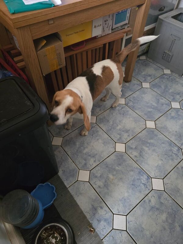 Beagle puppies for sale in Bletchley, Buckinghamshire – 1 year old - Image 3 of 3