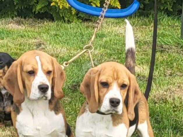 2 Beautiful True To Type - Beagle Puppies For Sale in Rhayader/Rhaeadr ...