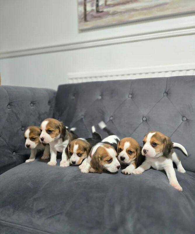 Beagle puppies for sale in Bromley, Greater London – 7 weeks old
