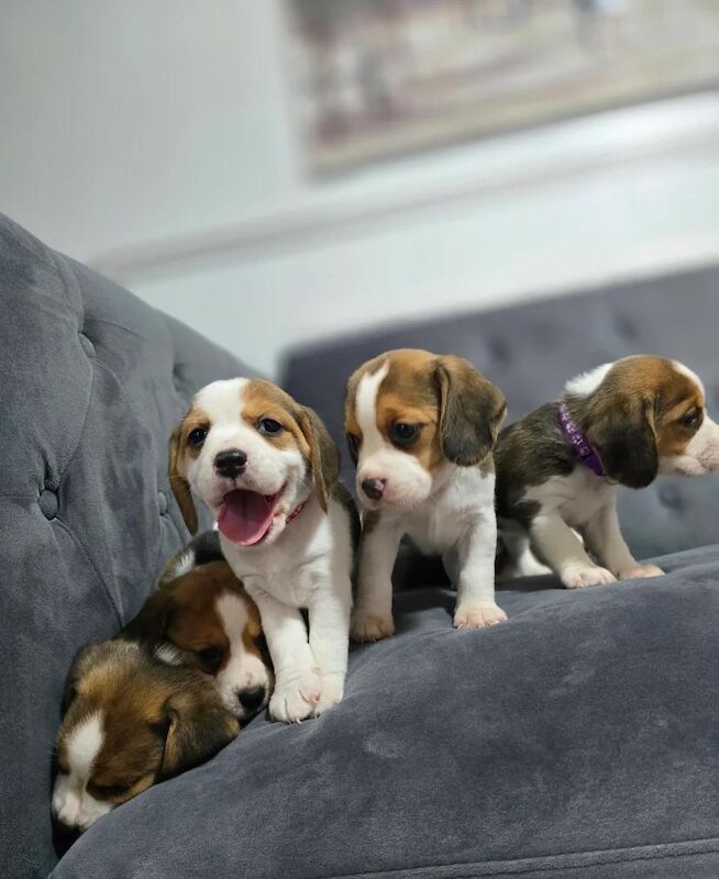 Beagle puppies for sale in Bromley, Greater London – 7 weeks old - Image 2 of 4