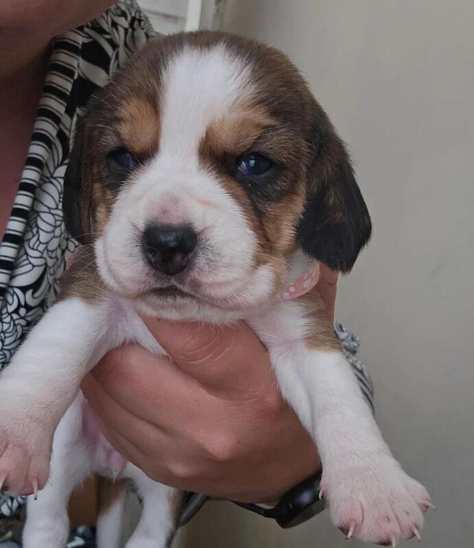 Beagle puppies for sale in Bromley, Greater London – 7 weeks old - Image 3 of 4