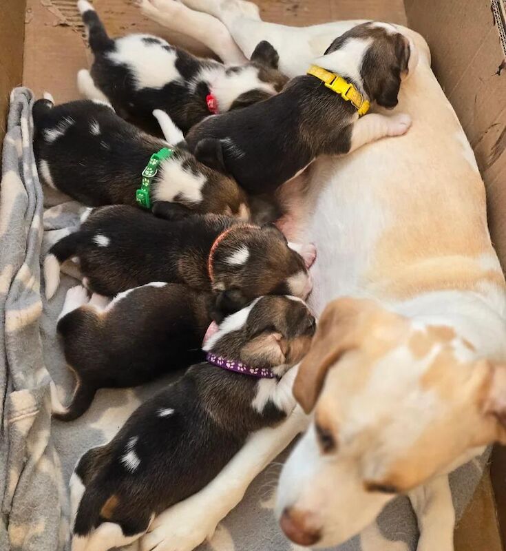 Beagle puppies for sale in Bromley, Greater London – 7 weeks old - Image 4 of 4