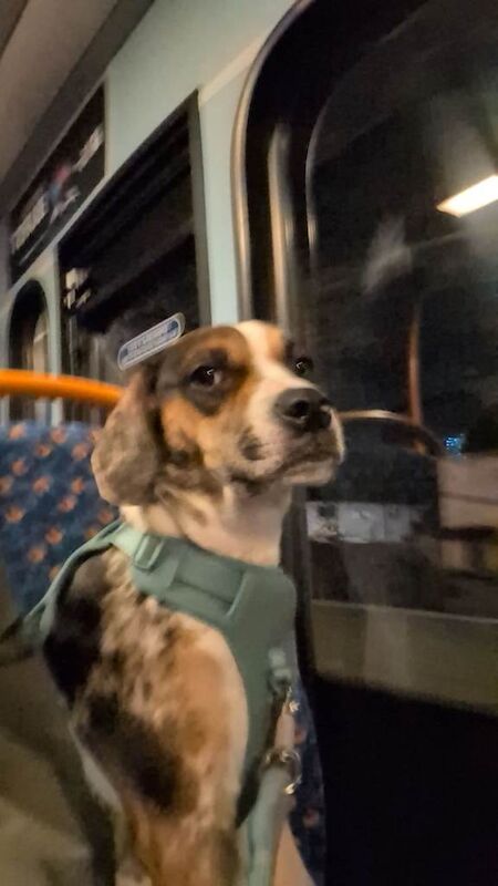 Beagle Puppies For Sale Under £1,000