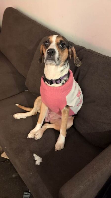 Beagle puppies for sale in Havant, Hampshire – 2 years old - Image 2 of 6