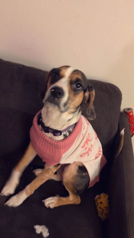 Beagle puppies for sale in Havant, Hampshire – 2 years old - Image 3 of 6