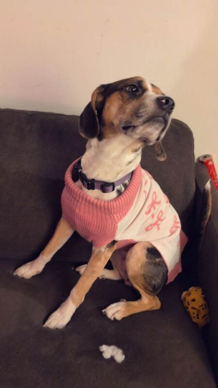 Beagle puppies for sale in Havant, Hampshire – 2 years old - Image 4 of 6