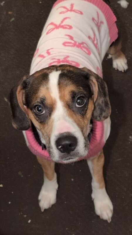 Beagle puppies for sale in Havant, Hampshire – 2 years old - Image 5 of 6