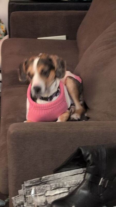 Beagle puppies for sale in Havant, Hampshire – 2 years old - Image 6 of 6