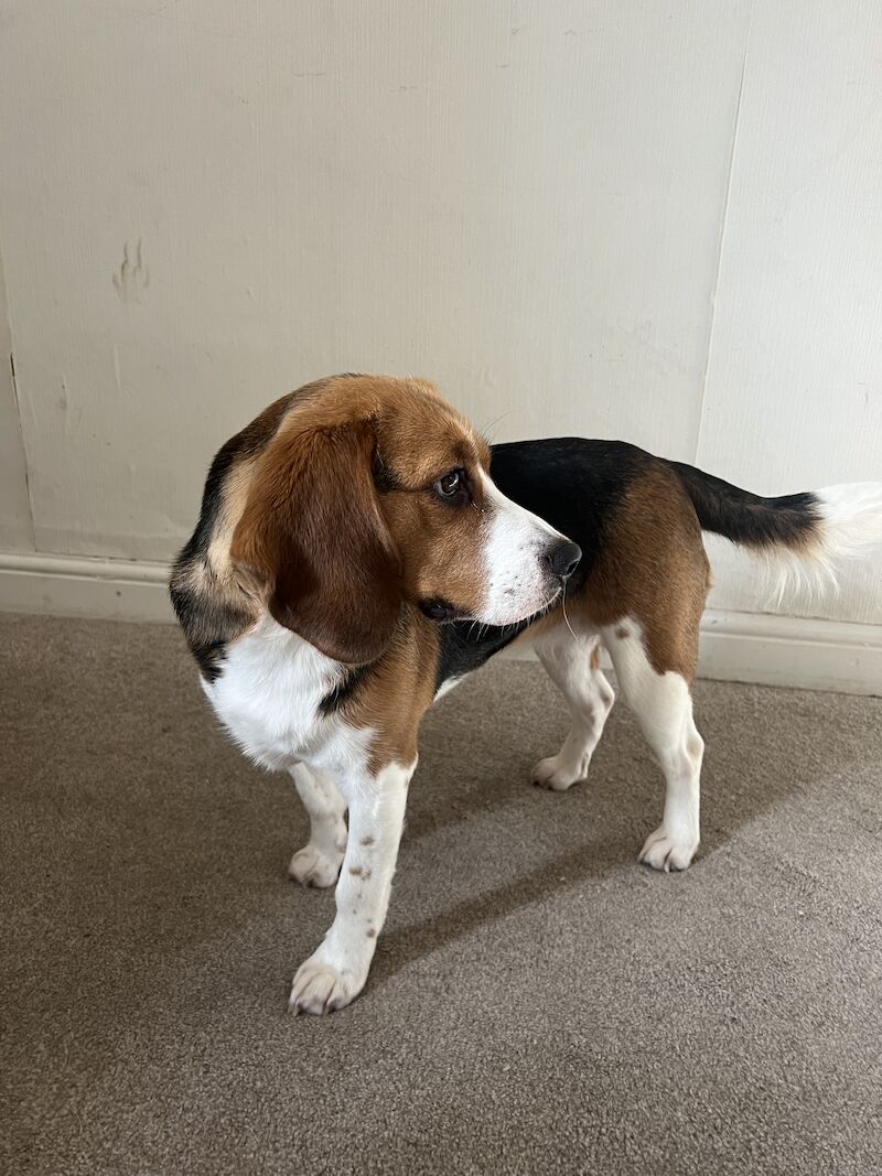 2 year old female beagle for sale in Abergele, Conwy