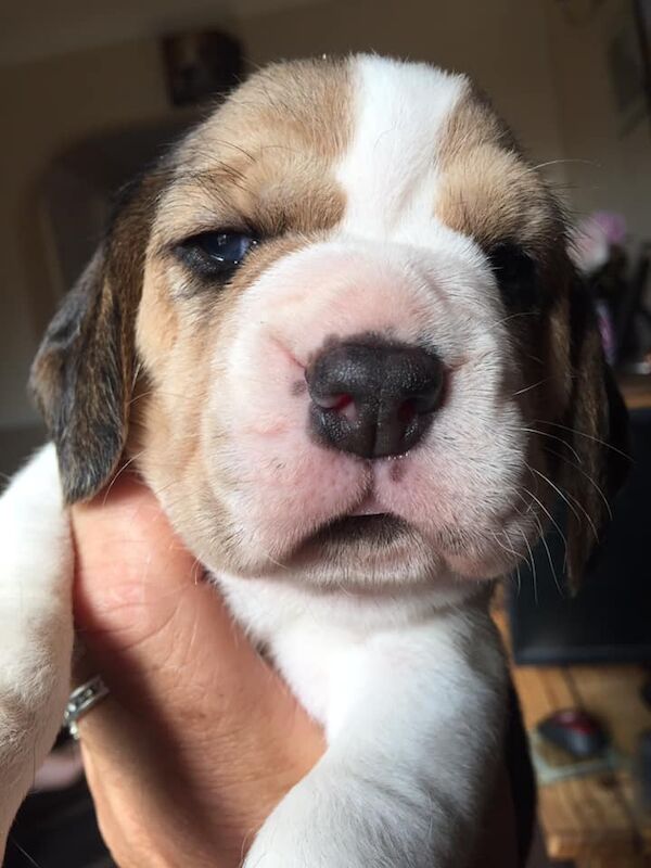 Buy and sell Beagle dogs and puppies online Beagle Owners