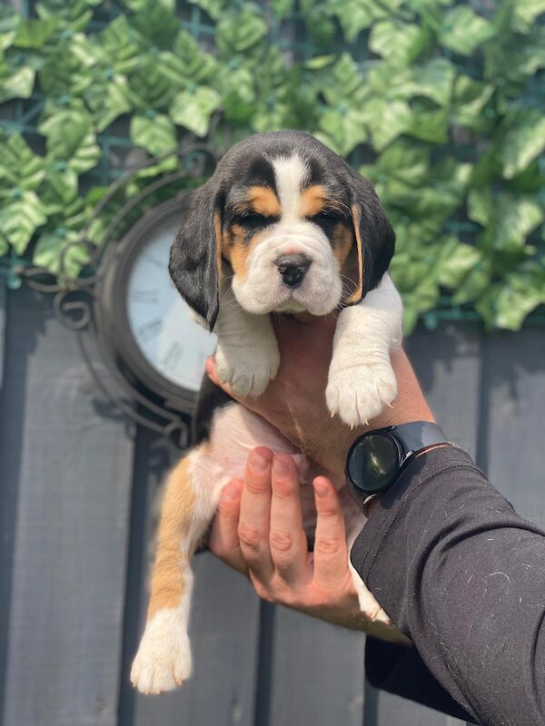 3 beagle purebread puppies left for sale in Stoke, Derbyshire