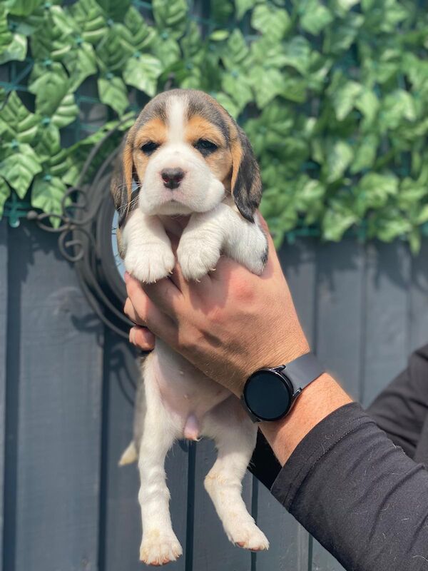3 beagle purebread puppies left for sale in Stoke, Derbyshire | Image 2