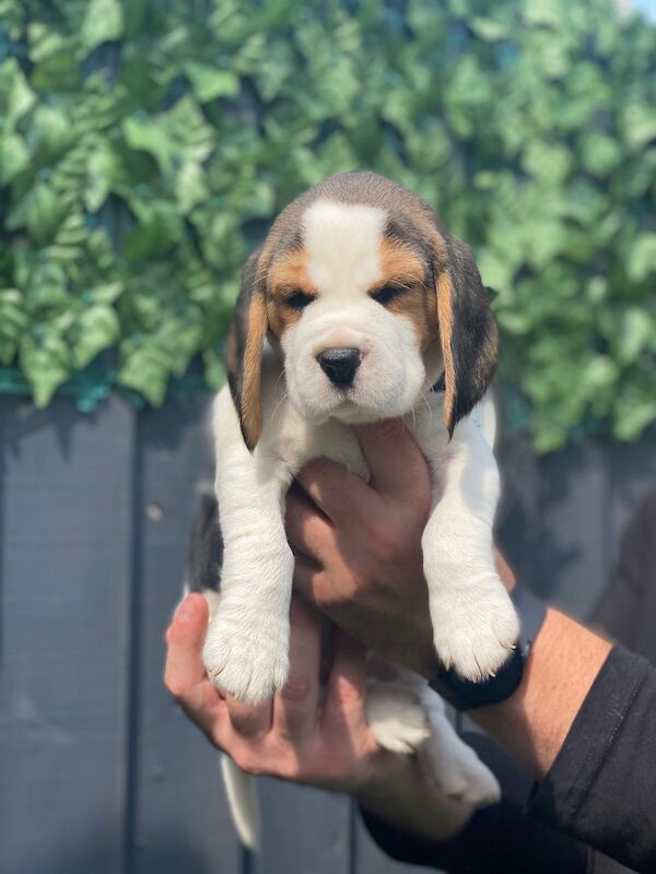 3 beagle purebread puppies left for sale in Stoke, Derbyshire | Image 3