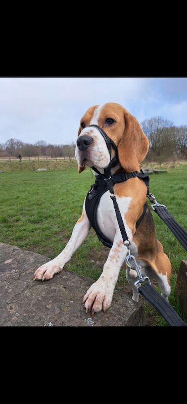Beagle for adoption in Brynmawr, Gwent – 3 years old