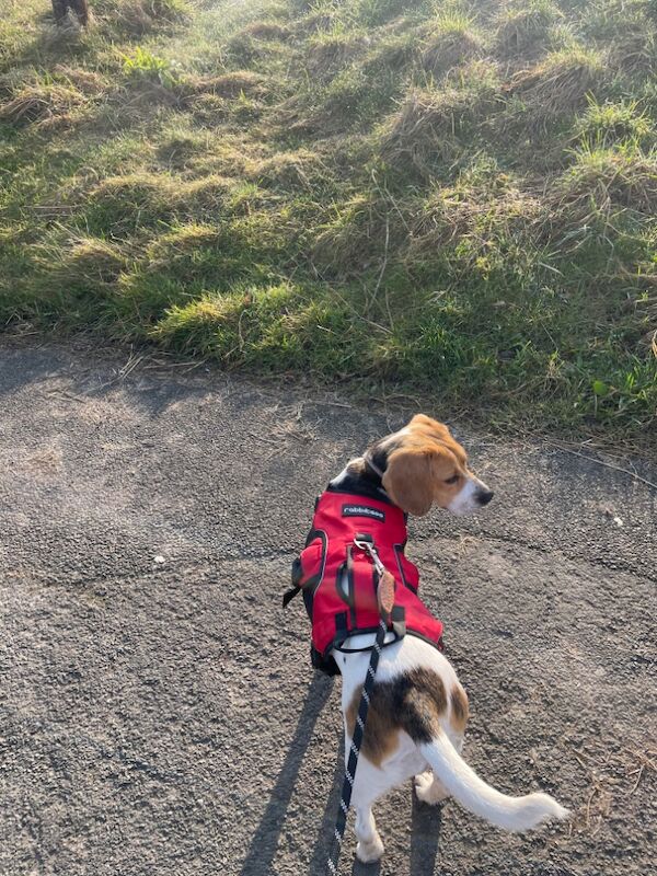 Beagle puppies for sale in Doncaster, South Yorkshire – 2 years old - Image 2 of 3