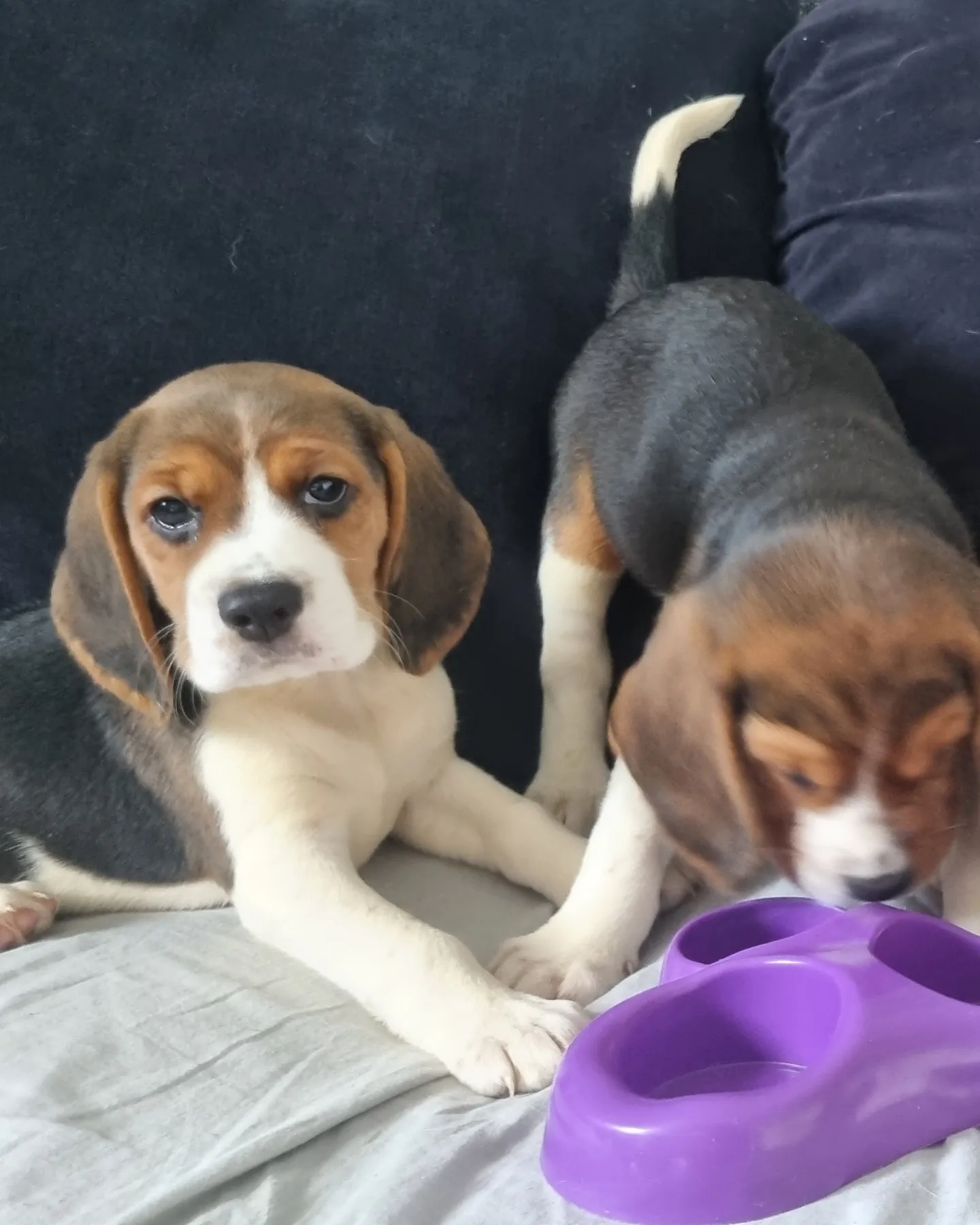 3 beautiful beagle pups for sale in Hainault, Redbridge, Greater London | Image 2