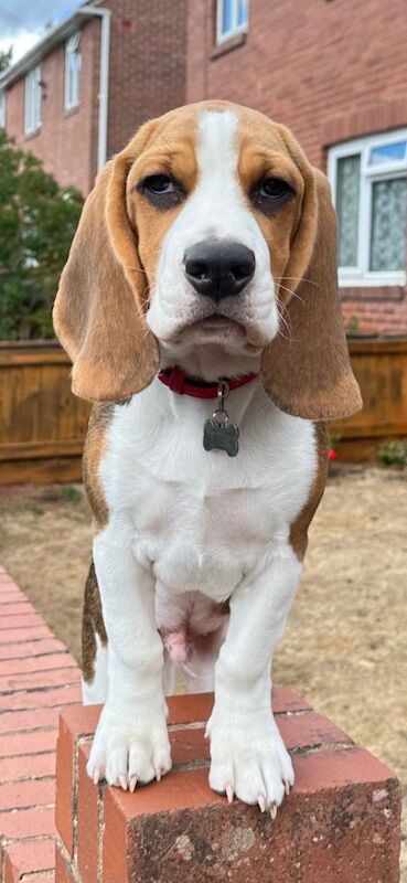 4 months old Adorable Tri-Colour Beagle Puppy Looking for a Loving Home