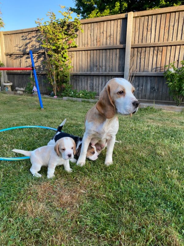 4KC champion pedigree registered girls available for sale in Norwich, Norfolk