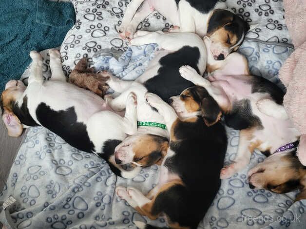5 beagles for sale in Bracknell, Berkshire - Image 1