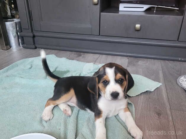 5 beagles for sale in Bracknell, Berkshire - Image 5