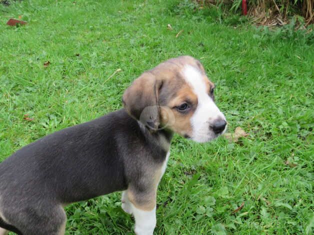 Beagle Mix Month Beagle Puppy Small Beagle Labrador Puppies Lab