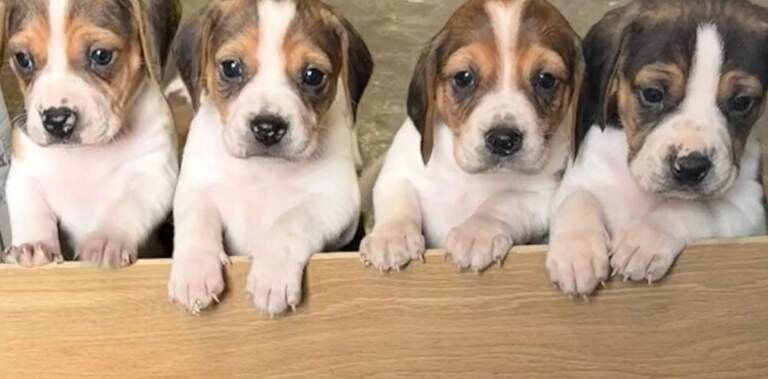 Beagle Puppies For Sale