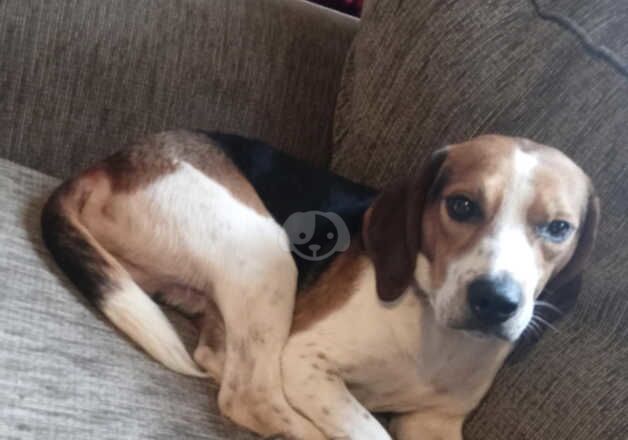 Beagle puppies for sale in Hartlepool, County Durham – 1 year old - Image 3 of 4