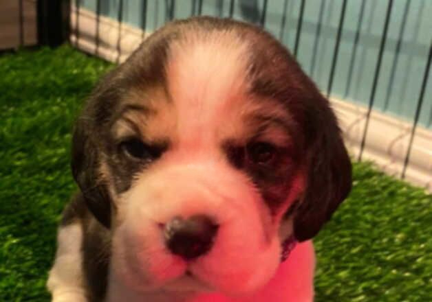 Beagle puppies for sale in Stoke-on-Trent, Staffordshire – 1 year old - Image 1 of 2