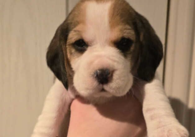 Beagle puppies for sale in Stoke-on-Trent, Staffordshire – 1 year old - Image 2 of 2