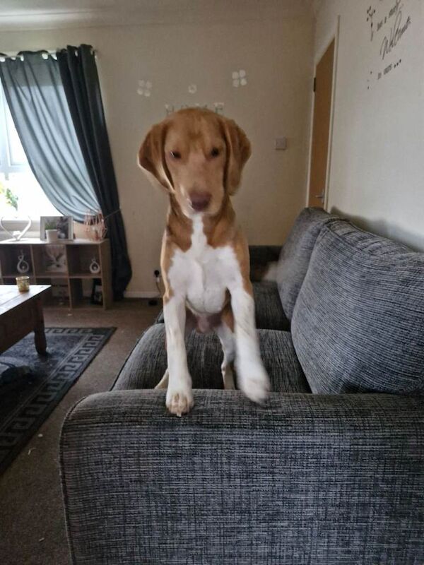 Beagle Puppies For Sale Under £1,000