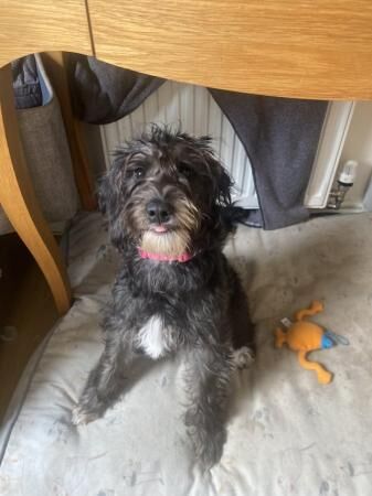 8 month old Poodle cross Beagle for sale in Trowbridge, Wiltshire - Image 1