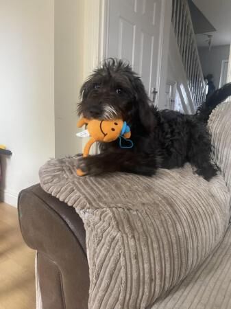 8 month old Poodle cross Beagle for sale in Trowbridge, Wiltshire - Image 2