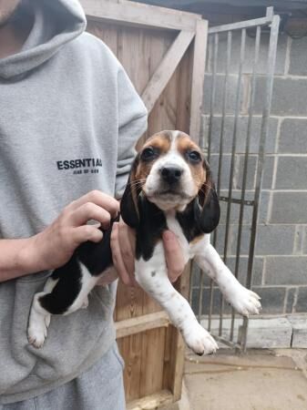8 week old beagle pups ready to go for sale in Sheffield, South Yorkshire - Image 2