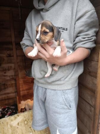 8 week old beagle pups ready to go for sale in Sheffield, South Yorkshire - Image 3