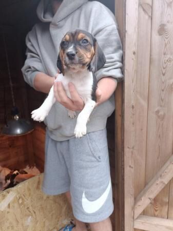 8 week old beagle pups ready to go for sale in Sheffield, South Yorkshire - Image 5