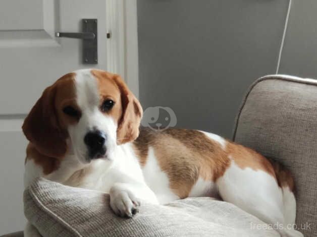 8th beautiful beagles looking happy home for sale in Telford, Shropshire - Image 5