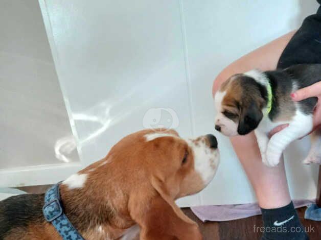 8x Beagle puppies for sale in Aylesbury, Buckinghamshire